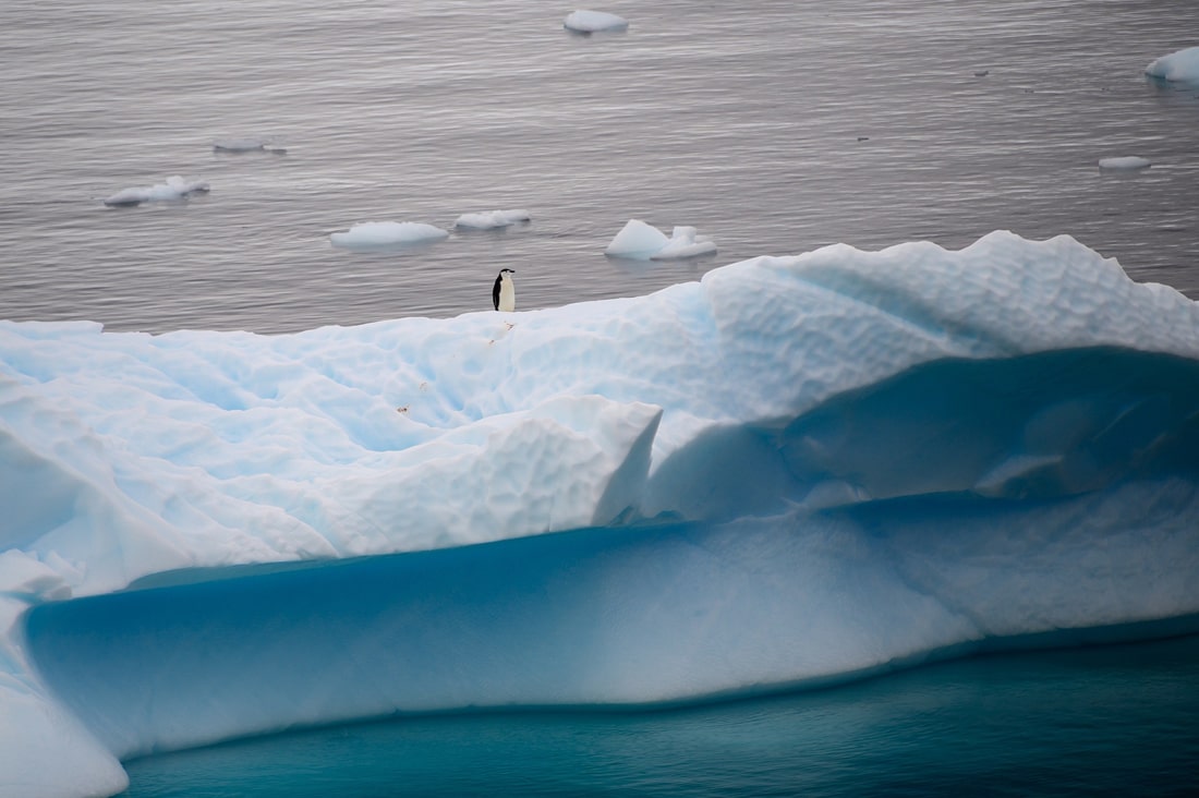 Penguin alone on an iceberg