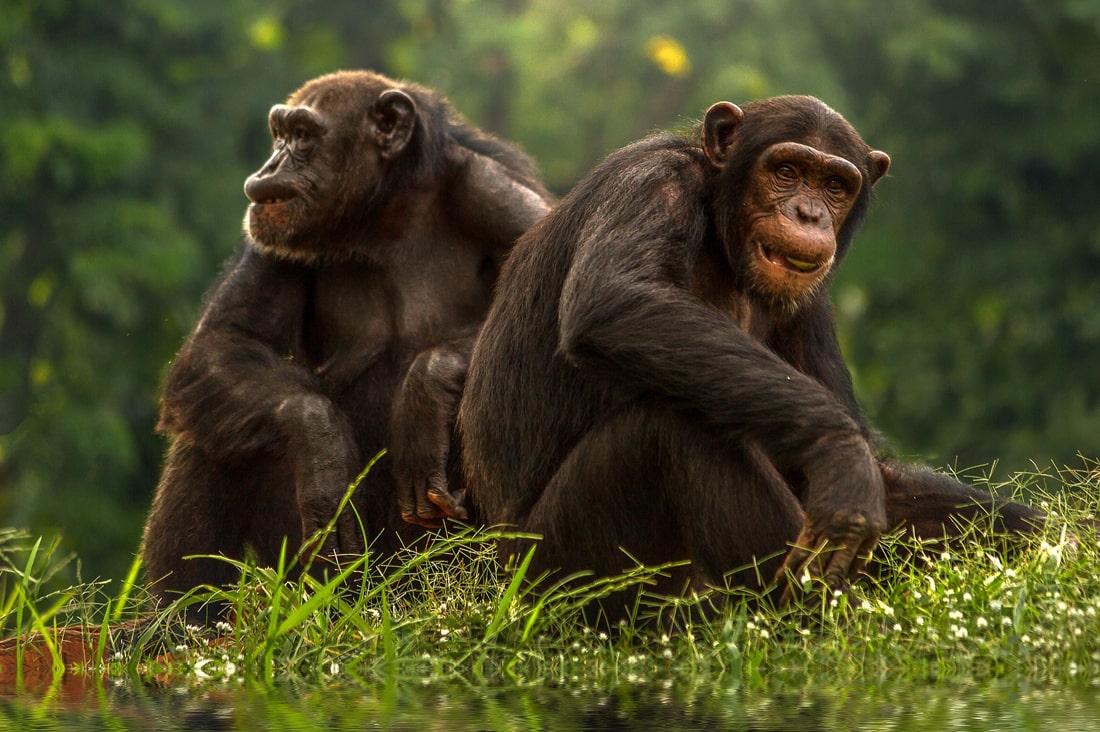 Chimpanzees sitting together