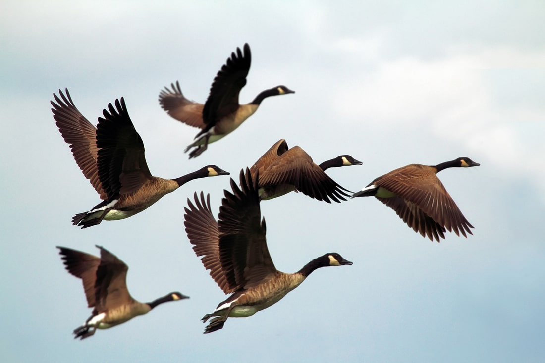 Flock of geese alternating leadership position