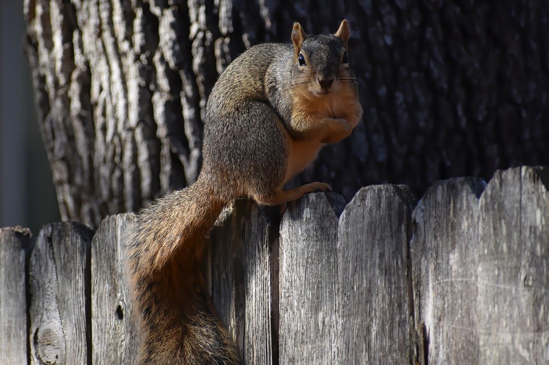 Leadership Lessons From a Squirrel